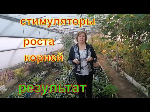 Видео: Стимуляторы роста корней смотрим результат эксперимента.