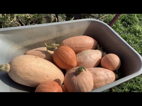 Видео: А вы все доделали на даче? Скоро конец сезона!