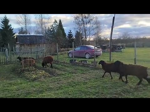 Видео: Уй олган Ўзбегимни зиёрат қилдим Чорва - Дехқончилик бошлади
