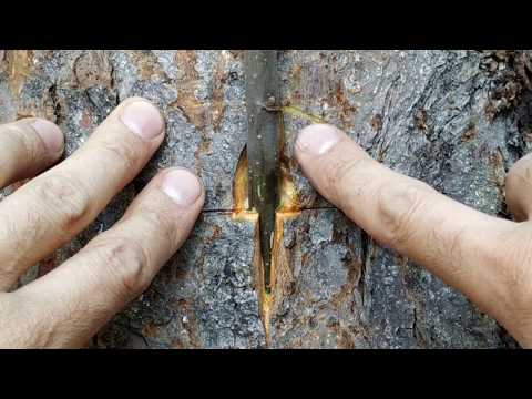 Видео: Прививка на ствол Старого Дерева Летом // Grafting on the trunk of an old tree in summer