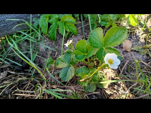 Видео: Что делать с клубникой осенью