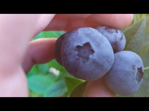 Видео: "У нас голубика не растет!"