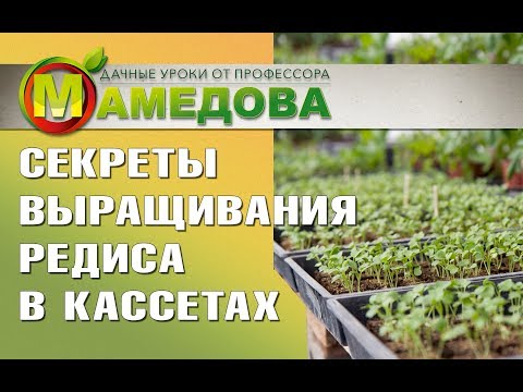 Видео: Секреты выращивания РЕДИСА В КАССЕТАХ от профессора Мамедова