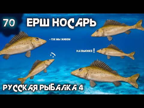 Видео: Русская рыбалка 4 - 5 Ершей Носарей за одну ночь, новая-старая точка ! [#70]