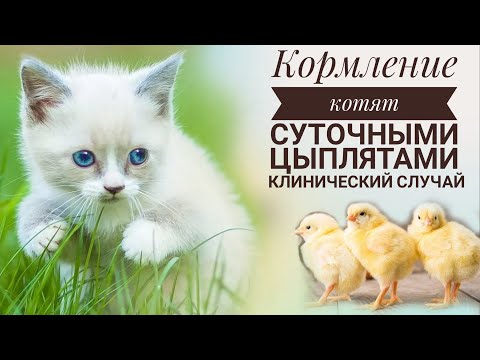 Видео: Кормление котят суточными цыплятами. Клинический случай.