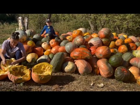 Видео: Осеняя пора.