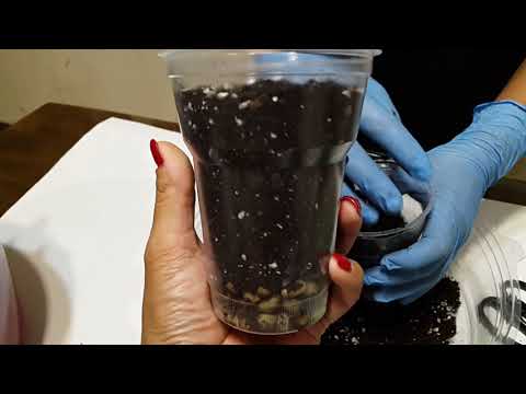 Видео: Гортензия. Размножение. Советы по уходу в доме / Гортензия гулу боюнча кенен маалымат. Кобойтуу жолу