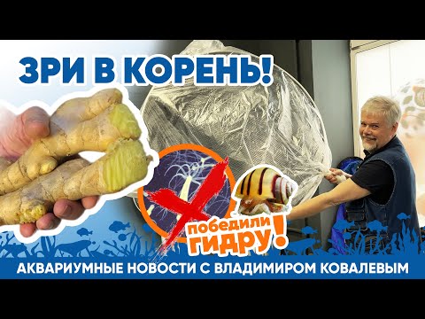 Видео: Новости аквариумного магазина с Владимиром Ковалевым (26.04.2024). Зри в корень!