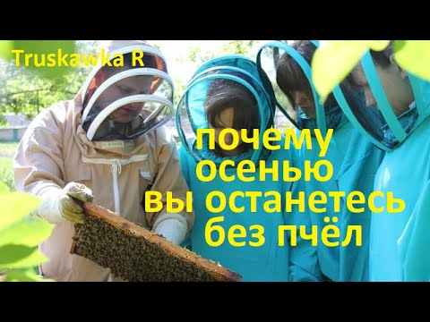 Видео: #Пчёлы. Ошибки после главного взятка. Которые приведут к осенним потерям пасек и сильному ослаблению