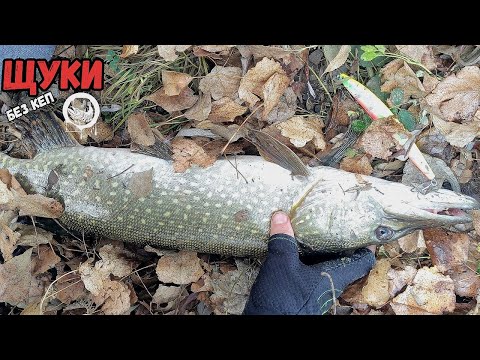 Видео: Нетрадиционен зимен риболов на щука със забравен кеп