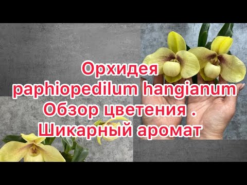 Видео: Орхидея paphiopedilum hangianum . Ароматный башмачок . Обзор цветения , секреты содержания !!!!!