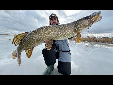 Видео: !!!!РОЗМІР чи УМІННЯ !!!! Ловля щуки на жерлиці, Рибалка на щуку, Щука