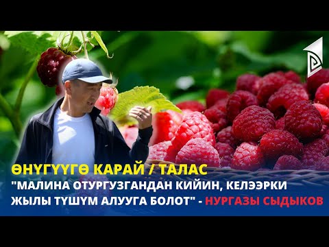 Видео: "Малина отургузгандан кийин, келээрки жылы түшүм алууга болот" - Нургазы Сыдыков / Талас