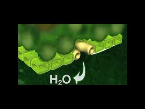 Видео: Жапырақтың құрылысы мен қызметі