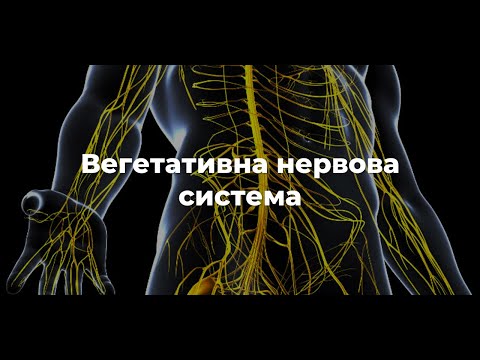 Видео: Вегетативна нервова система