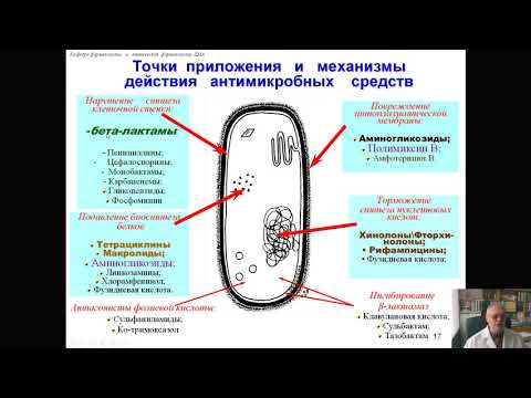 Видео: Фармакология антибиотиков (профессор Мамчур В.И.)
