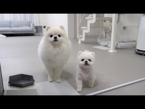 Видео: Я не могу спать из-за моей собаки! Съел бутерброд, кимчи и сябу-сябу [Ru Pong Daily V-LOG]