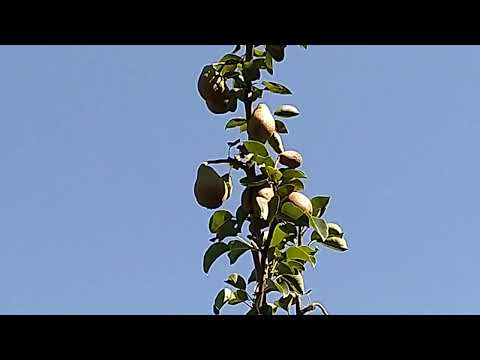 Видео: Изюм 2 августа 2025г