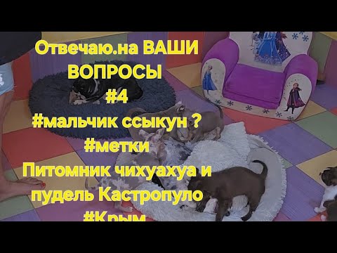 Видео: Отвечаю.на ВАШИ ВОПРОСЫ #4#мальчик ссыкун ?#меткиПитомник чихуахуа и пудель Кастропуло #Крым 