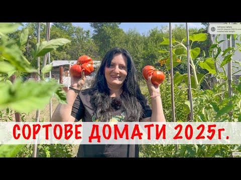 Видео: ТОП 10 сорта домати, които избрахме да отглеждаме през 2025 година.