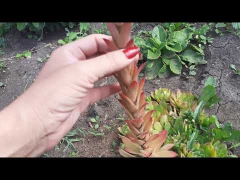 Видео: Как цветет Каменная роза