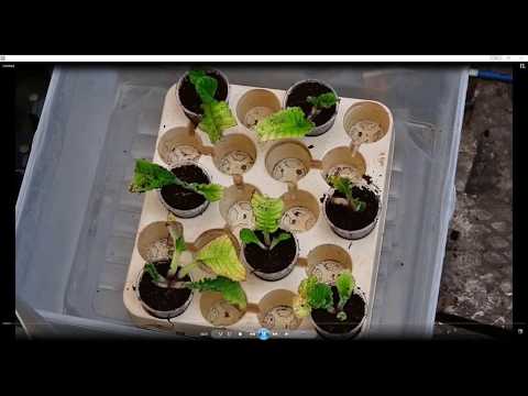 Видео: Выживаемость стрепткарпусов и динамика восстанволения