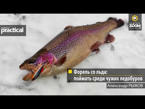 Видео: Форель со льда: поймать среди чужих ледобуров. Александр Рыжов. Anglers Practical