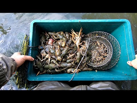 Видео: Ловля Раков на Раколовки ! Проверка Раколовок, и Так бывает!!!