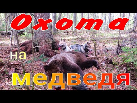 Видео: Охота на медведя с парой ЗСЛ собаки нашли отработали молодого медведя переплыли на другой берег реки