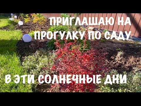 Видео: 🍀Прогулка по саду в эти солнечные дни🥰|Подготовка сада к зиме/обрезка растений 