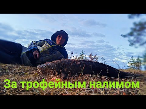 Видео: Вот в нём ДУРИ! Есть ещё НАЛИМЫ в нашей РЕКЕ. Лучшей РЫБАЛКИ я и не ожидал! Ночь в ИЗБЕ! Донка.