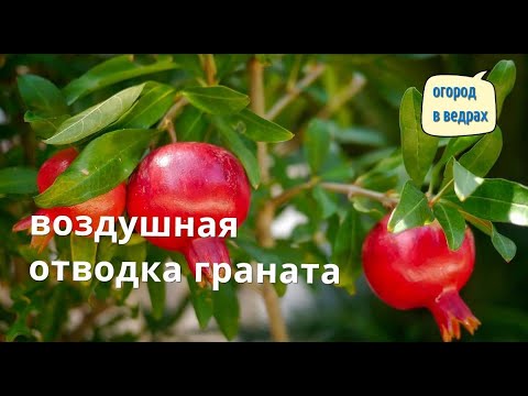 Видео: Воздушная отводка у граната. Результат укоренения.