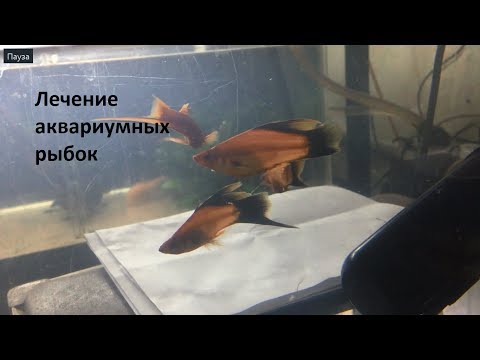 Видео: Лечение аквариумных рыбок