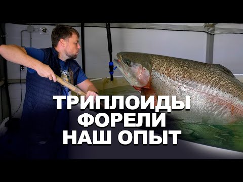 Видео: Триплоиды форели - наш опыт