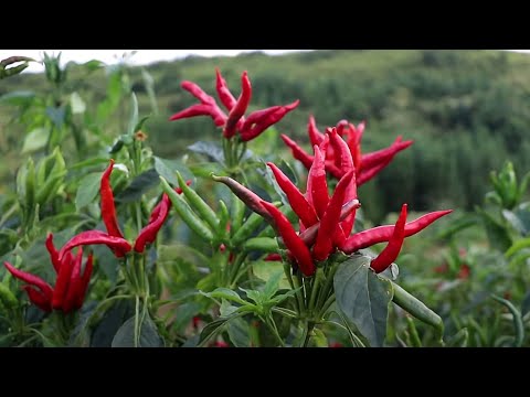 Видео: Перец Чили | Интересные факты