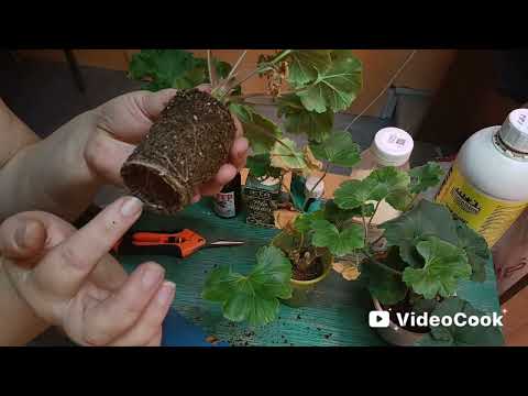 Видео: Как нарастить хорошие корни у черенков пеларгонии/ мой опыт🌺🌺🌺