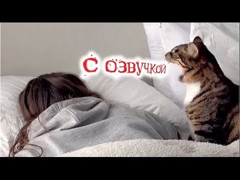 Видео: Приколы с котами! С ОЗВУЧКОЙ! Смешные коты !!! самые смешные животные!