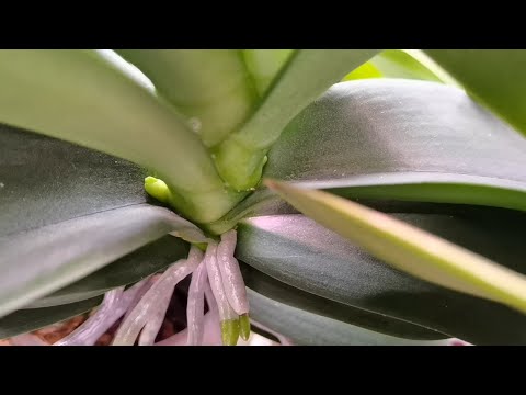 Видео: ОЧУМЕТЬ! Все орхидеи в ЦВЕТОНОСАХ! Вот вам и РЕЗУЛЬТАТ подоспел.