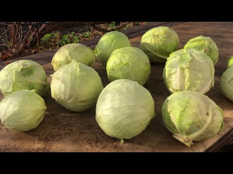 Видео: Таким способом капуста без проблем хранится в погребе до апреля!