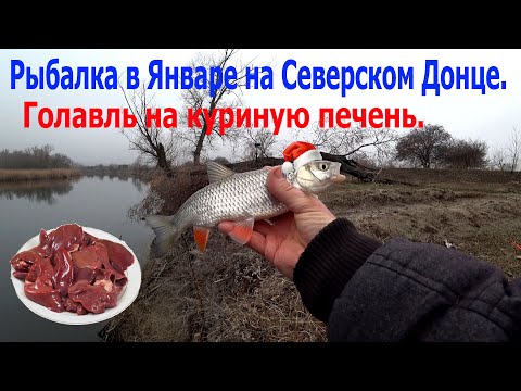 Видео: Рыбалка в Январе на Северском Донце. Голавль на куриную печень.