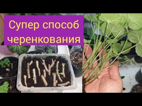 Видео: Эти черенки пеларгонии точно приживутся!