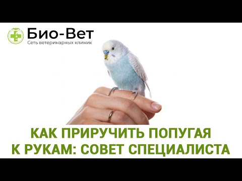 Видео: Как Приручить Попугая к Рукам: Советы Ветеринара // Сеть Ветклиник БИО-ВЕТ