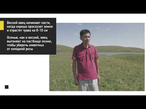 Видео: Пастбищеоборот при круглогодовом пастбищном содержании овец