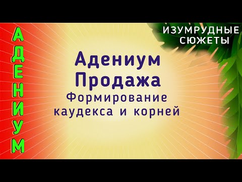 Видео: АДЕНИУМ Продажа.  Формирование каудекса корней Адениума.