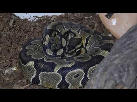 Видео: Королевский питон(Региус) / Содержание / Описание вида