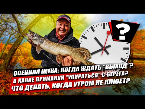 Видео: Щуки, осень, две рабочие приманки: когда ждать «выход» рыбы? Что делать, если с утра не клюёт?