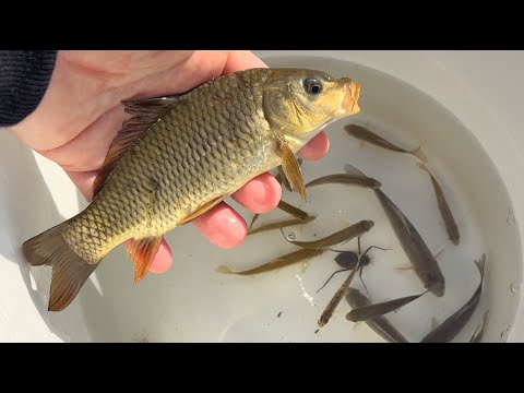Видео: Рыбалка в весенней реке в Японии. Гигантский карп, креветки и водные насекомые.