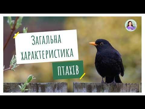 Видео: Загальна характеристика птахів