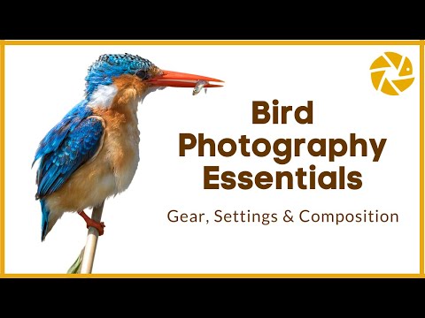 Видео: Учебное пособие по фотосъёмке птиц | Советы по оборудованию, настройкам и композиции