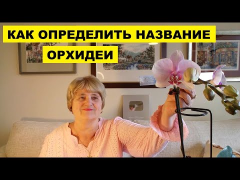 Видео: КАК ОПРЕДЕЛИТЬ НАЗВАНИЕ ОРХИДЕИ